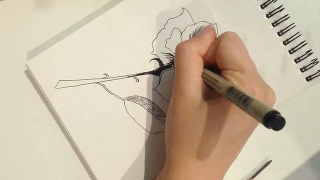 Рисунок розы смотреть онлайн