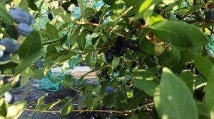 БОРЕАЛ БЬЮТИ - самый поздний сорт жимолости в моей коллекции! Омск.