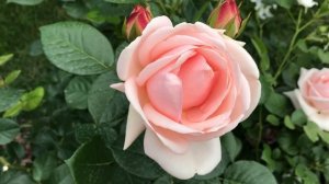 РОЗА АФРОДИТА  Tantau.