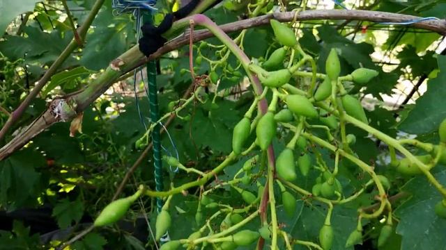 Дубовский розовый в июне 2021г. смотреть онлайн