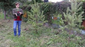 Сажаем кедр: особенности сосны кедровой сибирской и правила выращивания