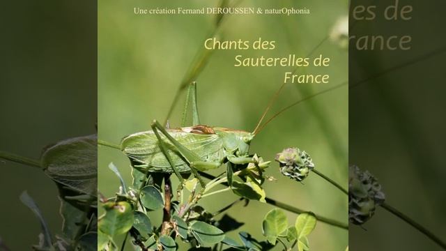 Ephippiger diurnus cruciger смотреть онлайн