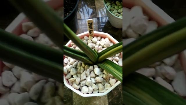Sansevieria Hybrid Ed Eby / Patens 'Variegated' смотреть онлайн