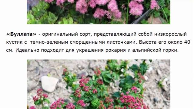 Спирея японская Красивые растения для дома и сада смотреть онлайн