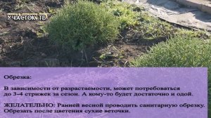 САНТОЛИНА - Посадка, Уход, Обрезка, Размножение - Как Ухаживать за Сантолиной - Сантолина Зимой