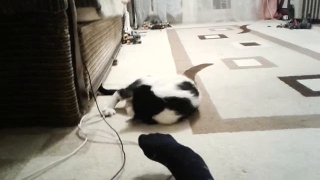 Чешем кошку смотреть онлайн