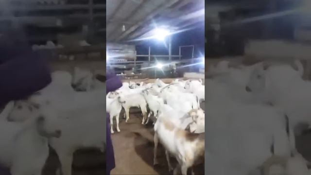 Maweshi Mandi Mein Janwar Free Te Hue Eid Ke Liye смотреть онлайн