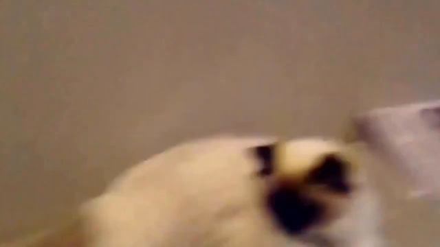 Невероятно пушистый кот смотреть онлайн