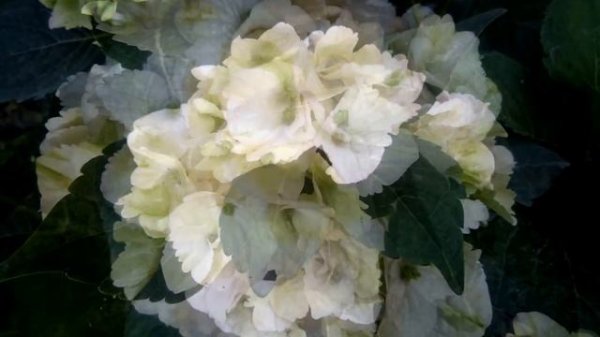 Hydrangea macrophylla Magical Noblesse 2016г.
