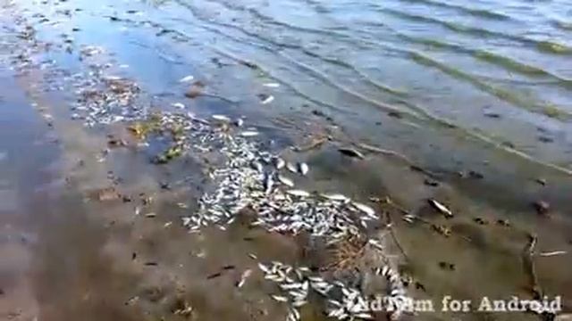 Замор рыбы на озере Половинное. 2013 г. смотреть онлайн