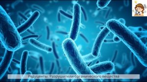 Экологические пирамиды. Сукцессии.