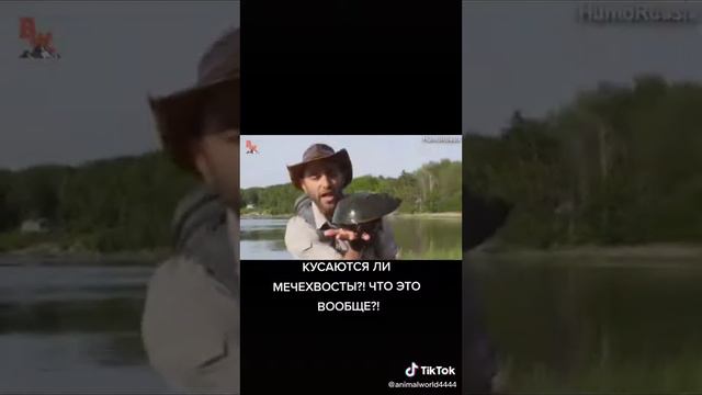 Мечехвост смотреть онлайн