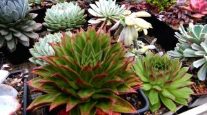 Суккуленты - коллекция редкостей Мастера Георгия Аристова. Экскурсия по теплице.  05.11.2020