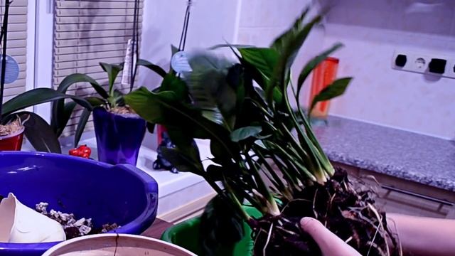 НЕ ЦВЕТЕТ СПАТИФИЛЛУМ? - ПЕРЕСАДКА! ЧЕРНЕЮТ ИЛИ ЖЕЛТЕЮТ ЛИСТЬЯ СПАТИФИЛЛУМА ПОСЛЕ ПОКУПКИ? смотреть онлайн