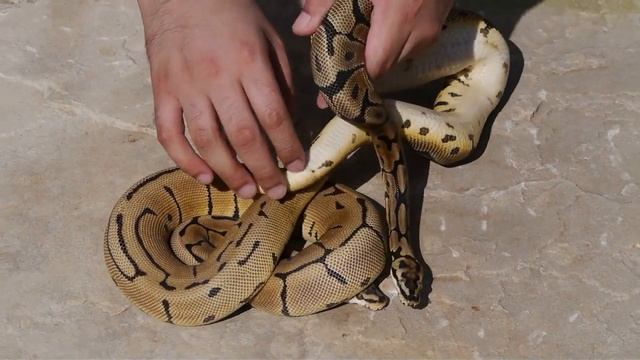 Leopard Ball Python Combos Series Part 1 смотреть онлайн