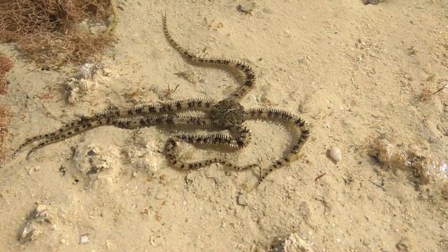 ОФИУРЫ, ЗМЕЕХВОСТИКИ, МОРСКАЯ ЗВЕЗДА| Отлив в Красном море что можно увидеть смотреть онлайн