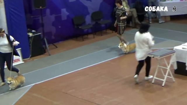 Выставка собак Бриллиант поморья ЕМАН 2019 смотреть онлайн