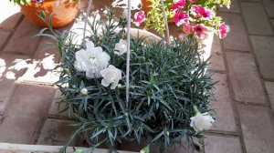 Гвоздика ампельная белая!