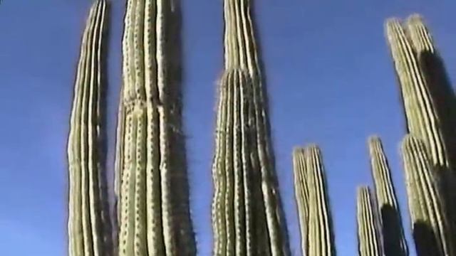 Organ Pipe Cactus National Monument смотреть онлайн