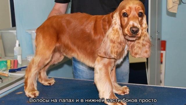 Стрижка спаниеля (русского, американского, кокера) смотреть онлайн