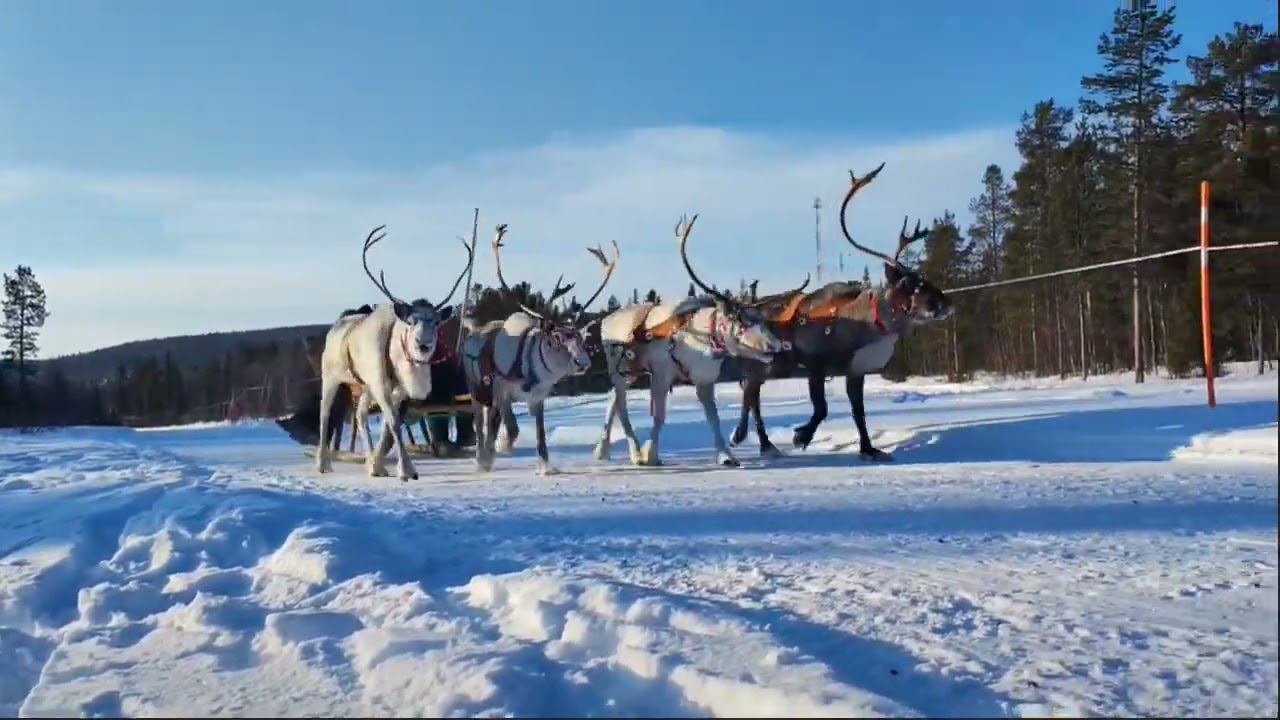 Катание на оленьей упряжке