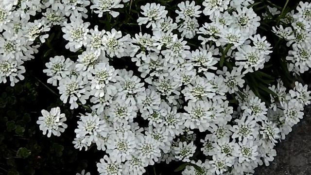 Iberis sempervirens 'Snowflake' смотреть онлайн