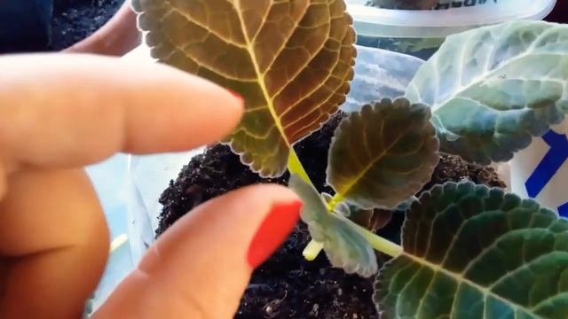 Деревенское село.Размножаем глоксинию.Секреты и тонкости .#Заработатьнацветах смотреть онлайн