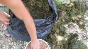 Приготовление ЭМ-силоса