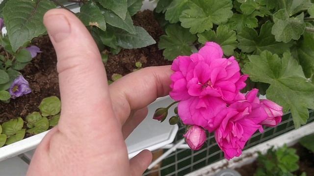 Ирида ЗА Роскошь пеларгония цветет весенний черенок