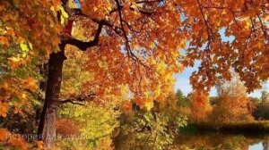 - Пошли вон из моей квартиры. -гаркнул он.- Даю вам два дня.Она собрала вещи,но не успела съехать..