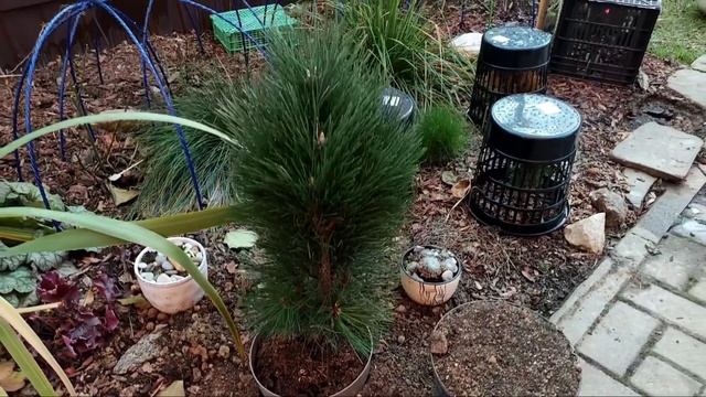 Куда посадила свои новинки. Осень в саду. Сосна Грин Тауэр. Хвойные в Оби. смотреть онлайн