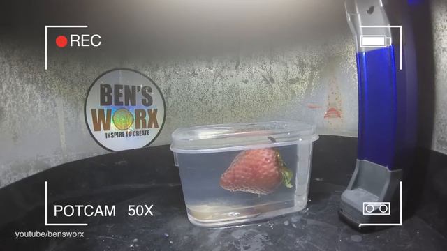 STRAWBERRY 🍓 AND GRAPE After 6 MONTHS In Epoxy Resin / Are They Rotten ?