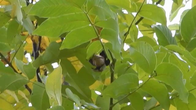 Сбор грецких орехов, как быстро собирается ведро смотреть онлайн