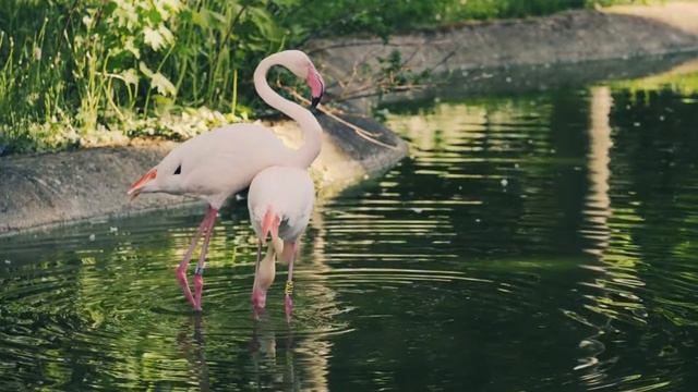" Что же ты лето" поет Вова Ванин. "What are you summer" sings Vova Vanin. смотреть онлайн