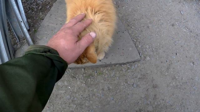 ЖЖЁМ,РЕМОНТИРУЕМ,ОБРЕЗАЕМ,УБИРАЕМ!!!ВСЁ КАК ВСЕГДА!!Деревенский влог