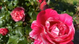 Роза с большим количеством достоинств - Инес Састр (Ines Sastre). Питомник растений Е. Иващенко