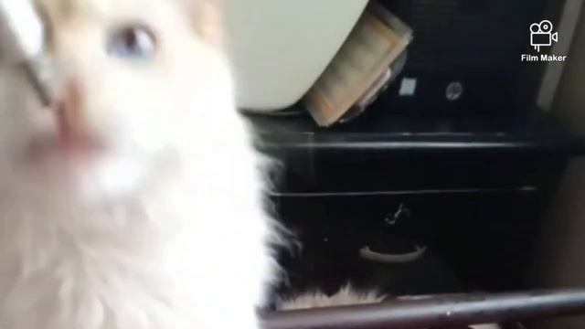accouplement de chat смотреть онлайн