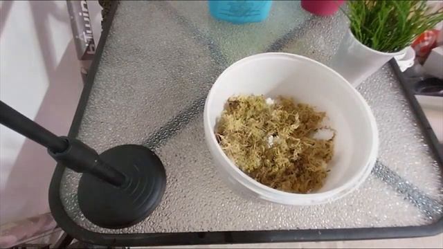 укоренение кипарисовика 2 го декабря смотреть онлайн