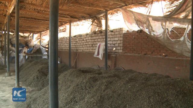 Medicinal herb farming flourishes amid Egypt's ailing economy смотреть онлайн
