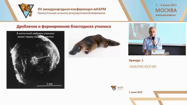 Почему бластоциста не бластула?