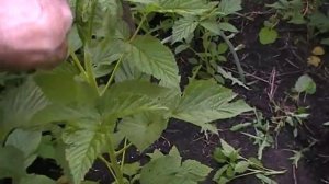 Формирование малинового дерева