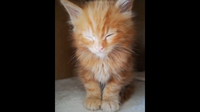 Самые милые котята) Забавное видео о котятах #6 смотреть онлайн