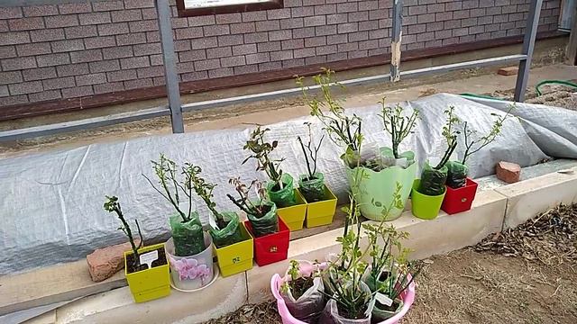 #Розы в коробках, обзор , начало закаливания смотреть онлайн