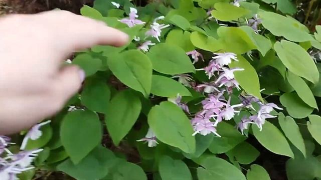 Горянка Mugawa gen-pan смотреть онлайн