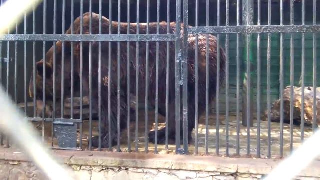 Медвежонок в зоопарке ursoi mare смотреть онлайн