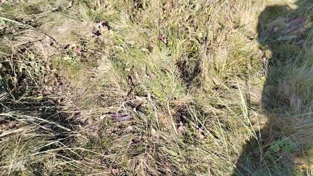 Осенний змей