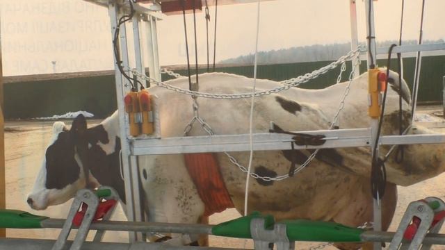Экскурсия на европейскую сыроварню в Шабо / Одесская область смотреть онлайн