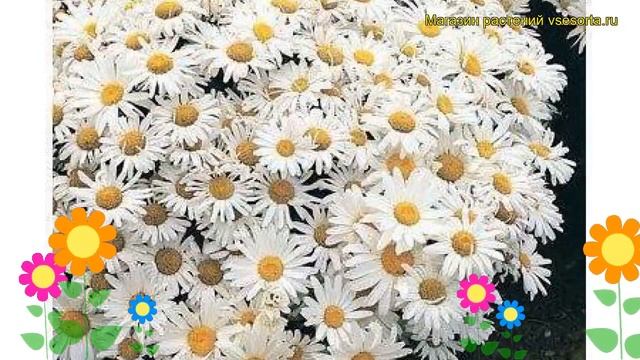 Нивяник наибольший Принцесса. Краткий обзор, описание характеристик, где купить саженцы Princess смотреть онлайн