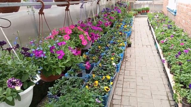 Фуксия зацветает! Двор в цветах! смотреть онлайн