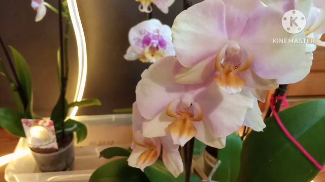 8 марта от подарка до уценки🙆🙆🙆 смотреть онлайн